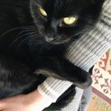 遊ぶの大好き♪猫さん