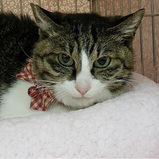 【5/ 30東銀座】ちいこちゃん8歳♪