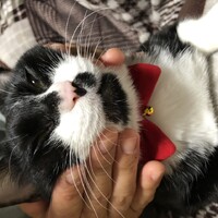 おはぎ