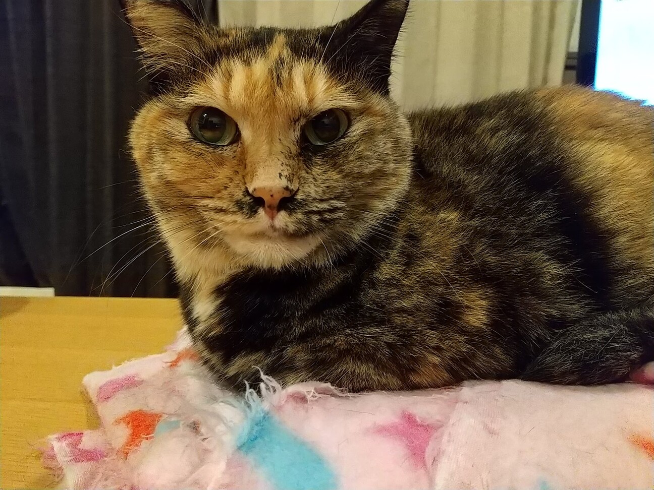 迷彩サビ柄 みこ 東京都 猫の里親募集 ペットのおうち 月間利用者150万人 迷彩サビ柄 みこ 東京都 猫の里親募集 ペットのおうち 月間利用者150万人