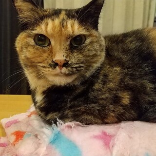 お茶っこ！迷彩サビ柄【みこ】