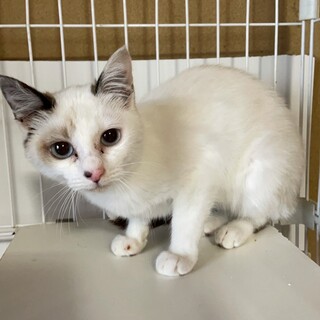 ありがとうございました★可愛いシャムMIX