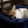 の写真