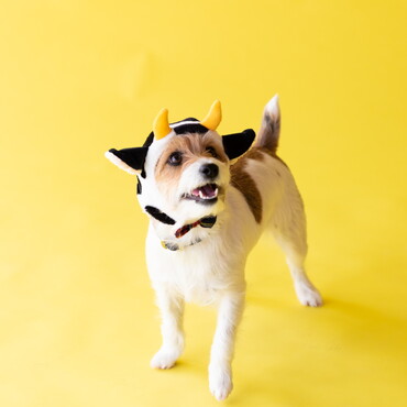 の写真