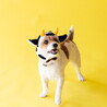 の写真