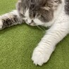 ほっしゃん。。