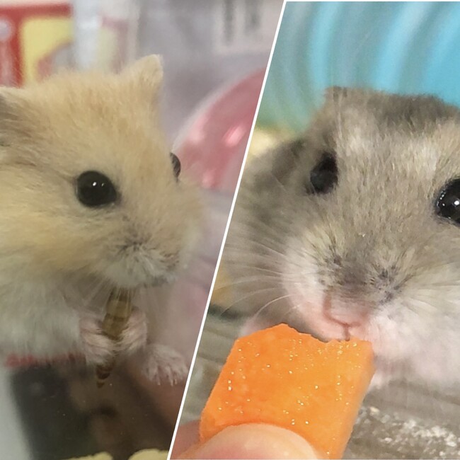 じゃぐかぷもんのカバー写真