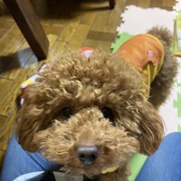 チョコ