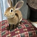キララちゃんの新しい飼い主になって頂けませんか？