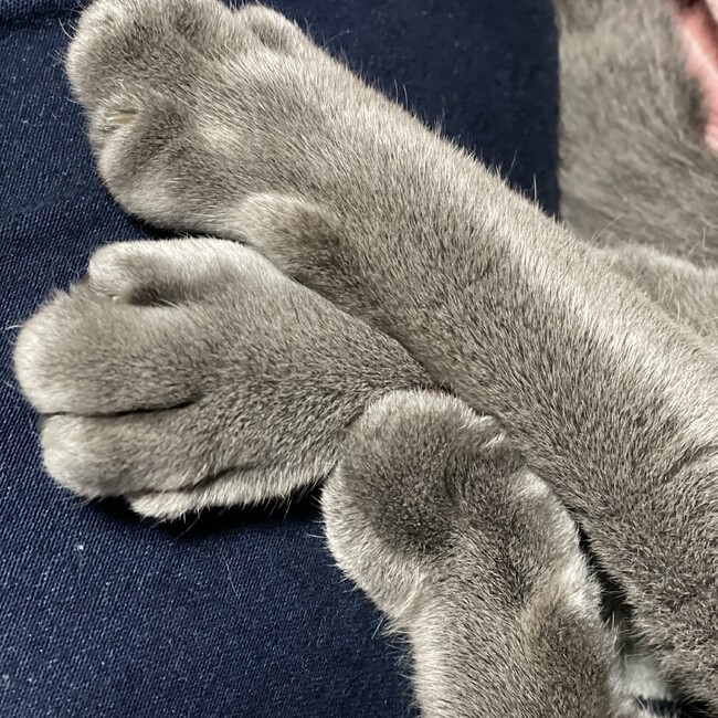 ‡しゆ‡のカバー写真