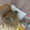 みーこんこ