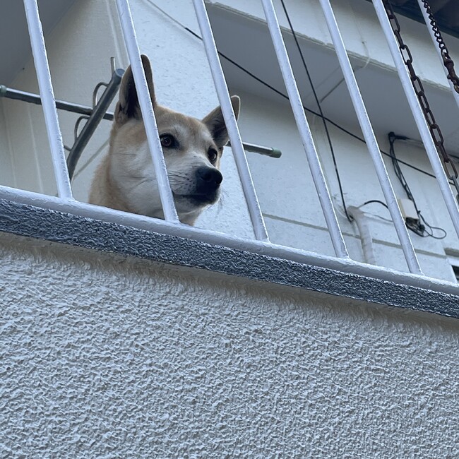 みーこんこのカバー写真