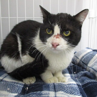 譲渡されました。