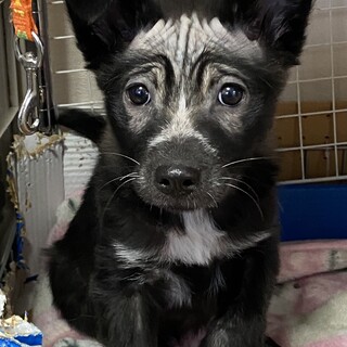 ウェンディーのずっとの家族を探しています