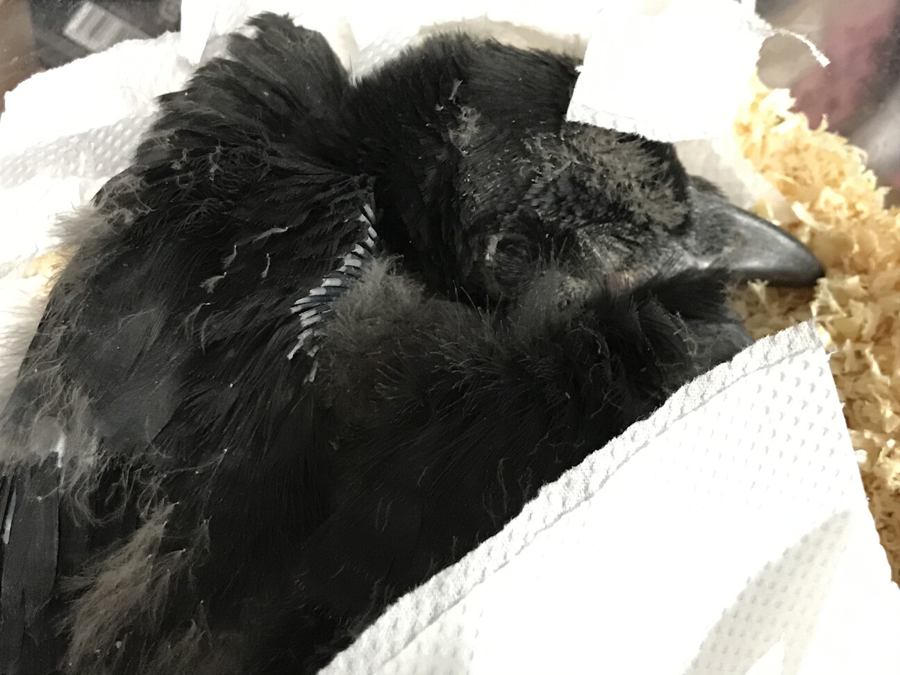急募 カラスの雛 餌もた 東京都 鳥の里親募集 ペットのおうち 月間利用者150万人