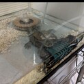 5歳の小さなクサガメ、里親募集