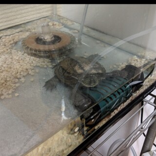 5歳の小さなクサガメ、里親募集