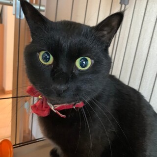 まんまるお目目♡ジジくん