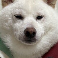 璃玖
