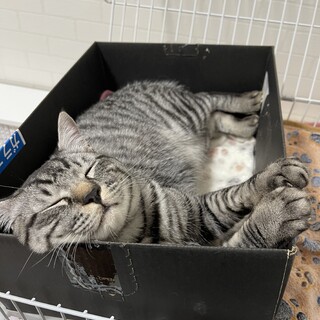 サバトラくん 里親募集！