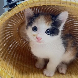 ＊キャットソシオン譲渡会＊第103回