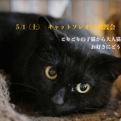 ＊キャットソシオン譲渡会＊第103回 サムネイル2