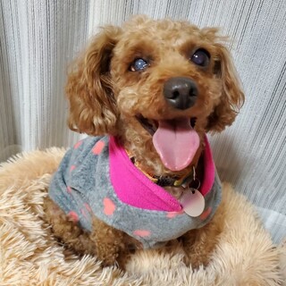 とっても甘えん坊♡いつも人の隣にいたいクレムちゃん