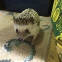ハリネズミ1歳8ヶ月　女の子