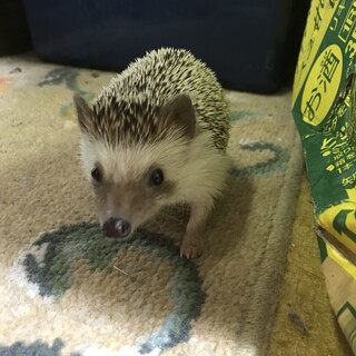 ハリネズミ1歳8ヶ月　女の子