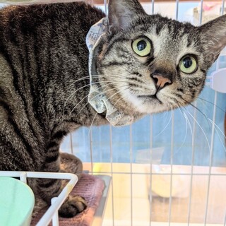 スリスリ猫さん絹ちゃん(８歳)☆