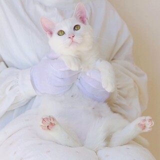 もっちりふわふわの癒し系☆おもちくん