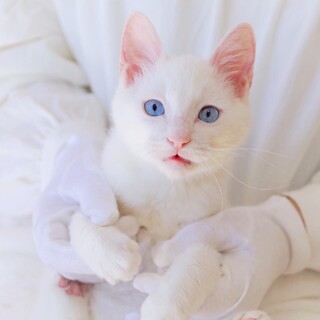 ★停止中★おしゃべりが上手な甘えん坊☆しるこくん