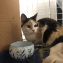 チビみけねこちゃん