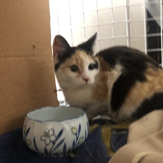 チビみけねこちゃん