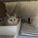 白猫ちゃん