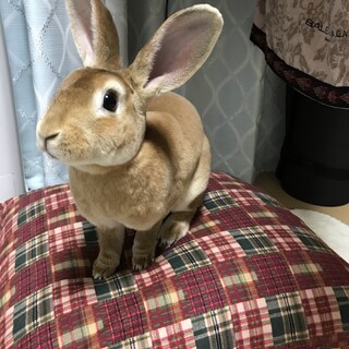 キララちゃんを飼って頂けませんか？