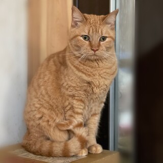 大人しいキンカロー♡