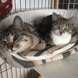 可愛い人馴れした姉妹さくらちゃん菜花ちゃん