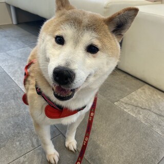 おちゃめな さこちゃん