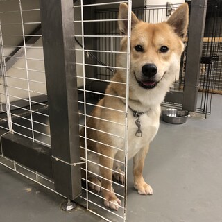 人が大好き、元気いっぱい、きなこ君