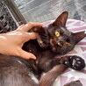 小ぶりな黒猫美人さん サムネイル2
