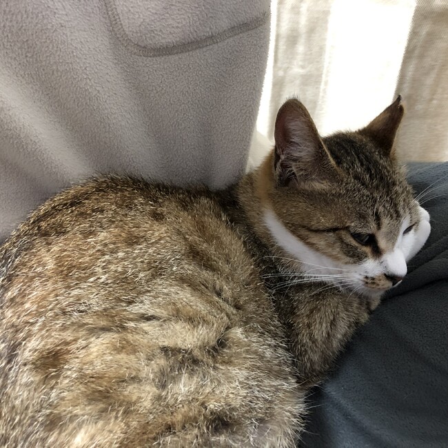 Akikusa.Pのカバー写真