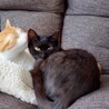 小ぶりな黒猫美人さん サムネイル4