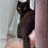 小ぶりな黒猫美人さん サムネイル6
