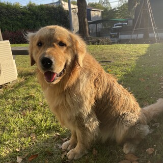 ゴールデンレトリバー　再募集