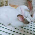 仲のいい兄弟のハスくんミミくん！ 県外でもOK！