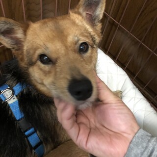 ちょっと怖がりな男の子「サンタ」