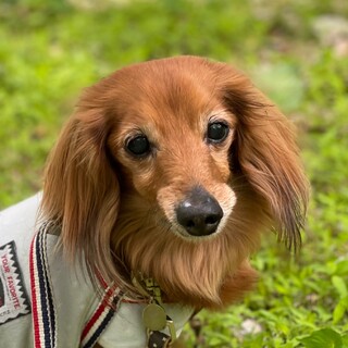 Mダックス推定13歳 ♂仮名☆六希（むつき）