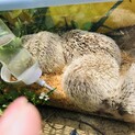 4匹一緒に引き取ってくれる方募集！ハリネズミ