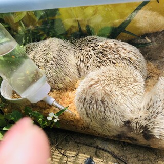 4匹一緒に引き取ってくれる方募集！ハリネズミ